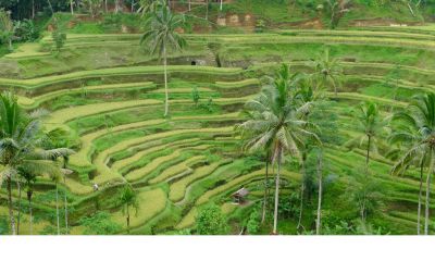 Sawah Terasering Tegalalang