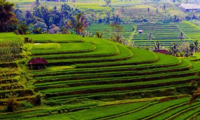 Sawah Terasering Jati Luwih