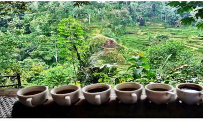 Perkebunan Kopi